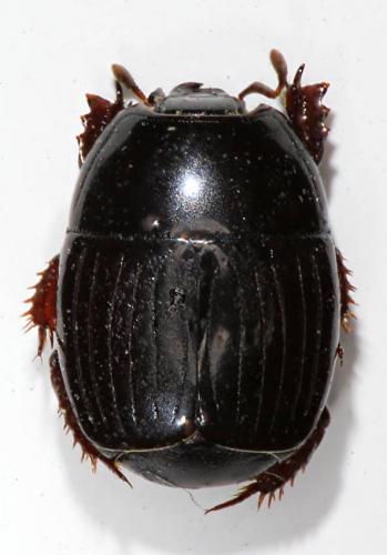 Atholus duodecimstriatus duodecimstriatus